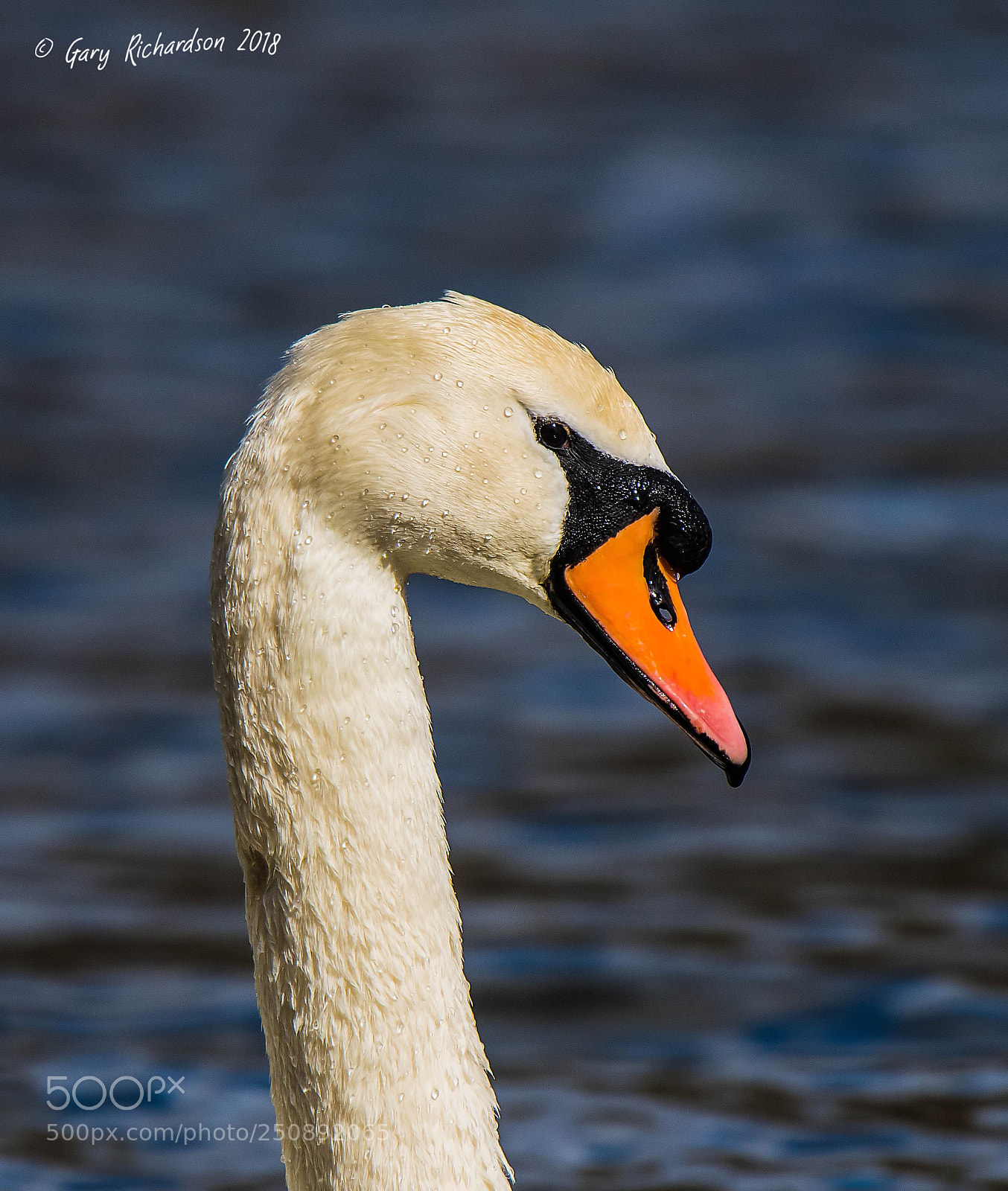 Nikon D500 sample photo. Mute swan photography