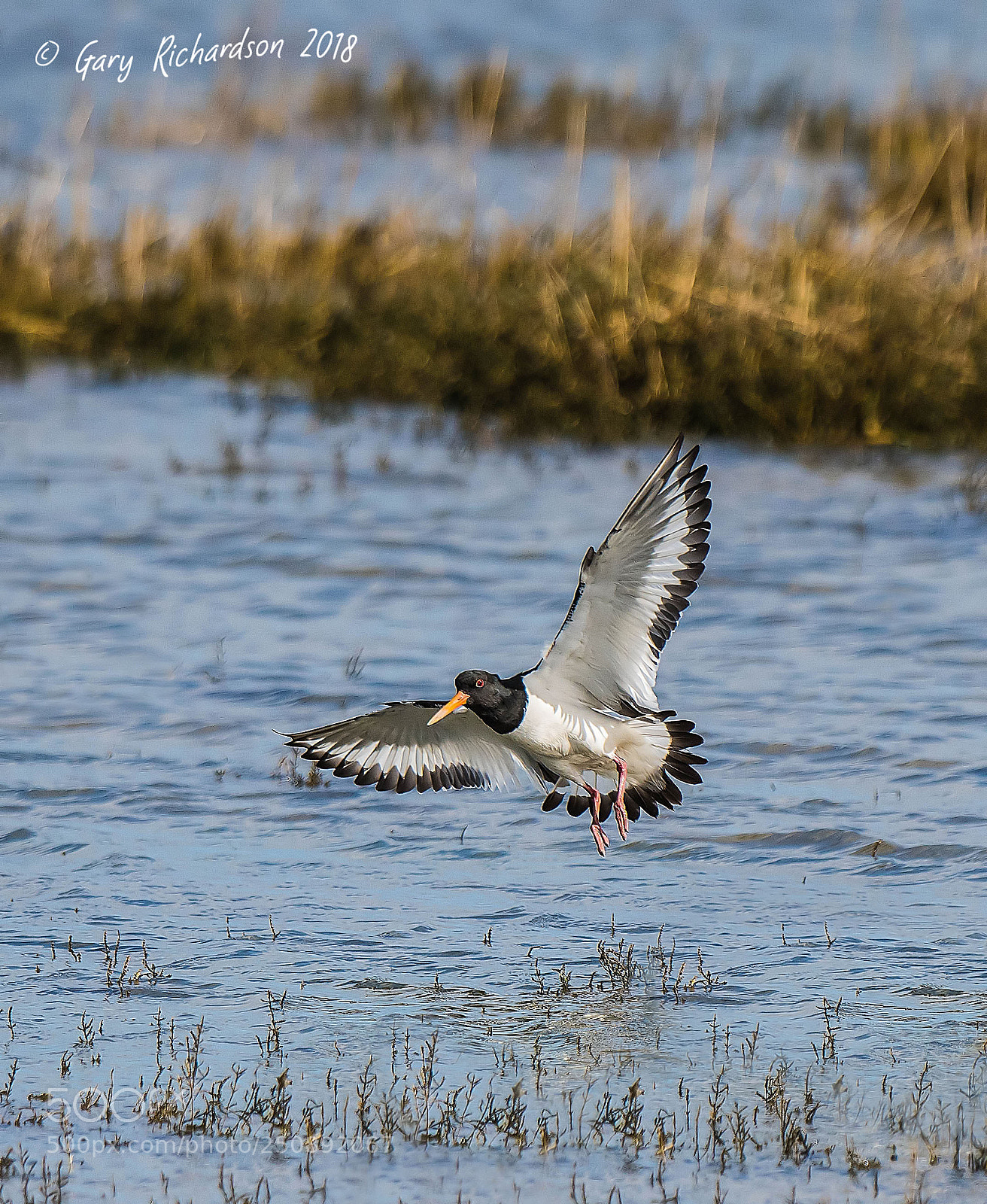 Nikon D500 sample photo. Oystercatcher photography