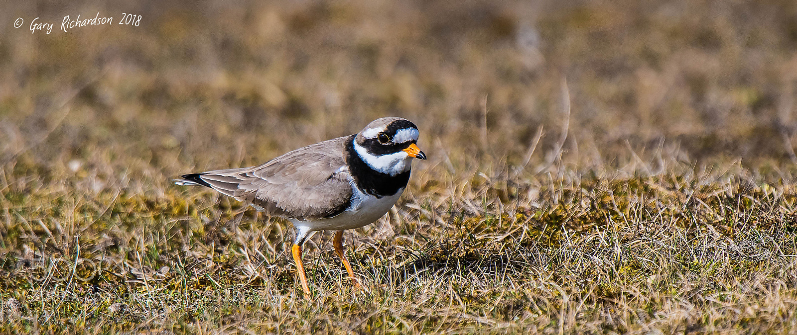 Nikon D500 sample photo. Ringed plover photography