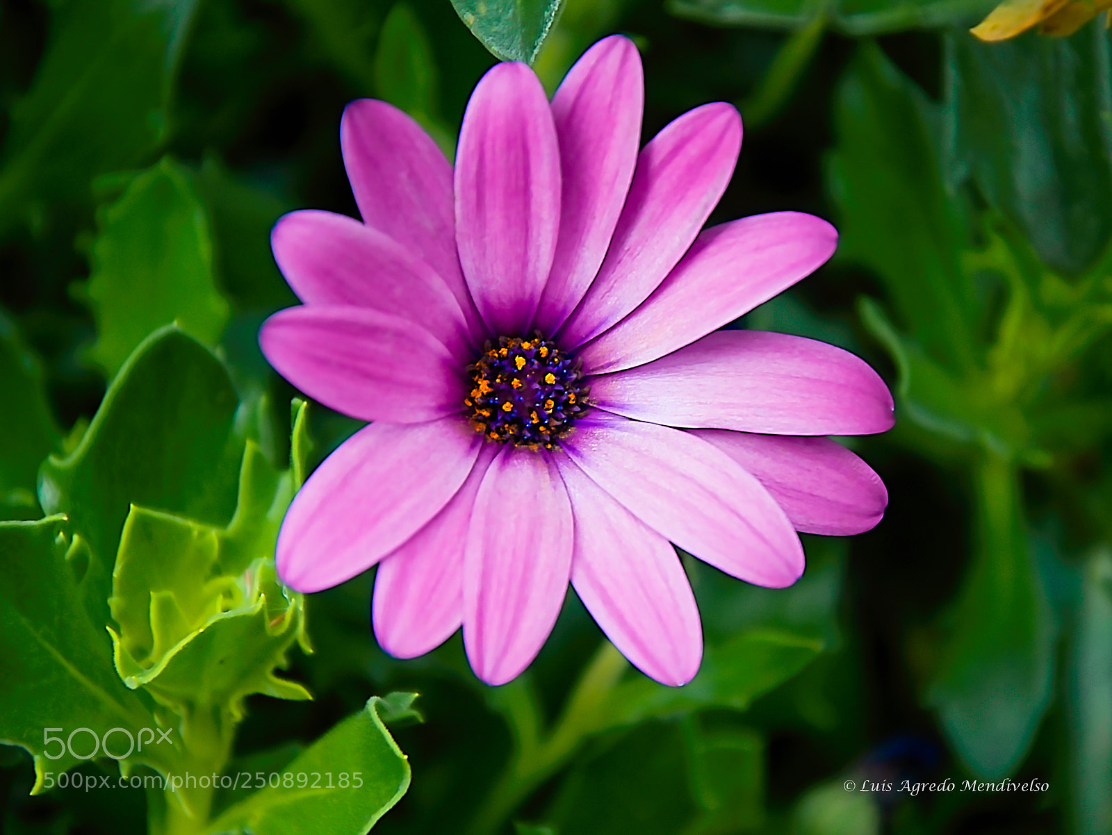 Nikon D90 sample photo. Beautiful african daisy flower photography