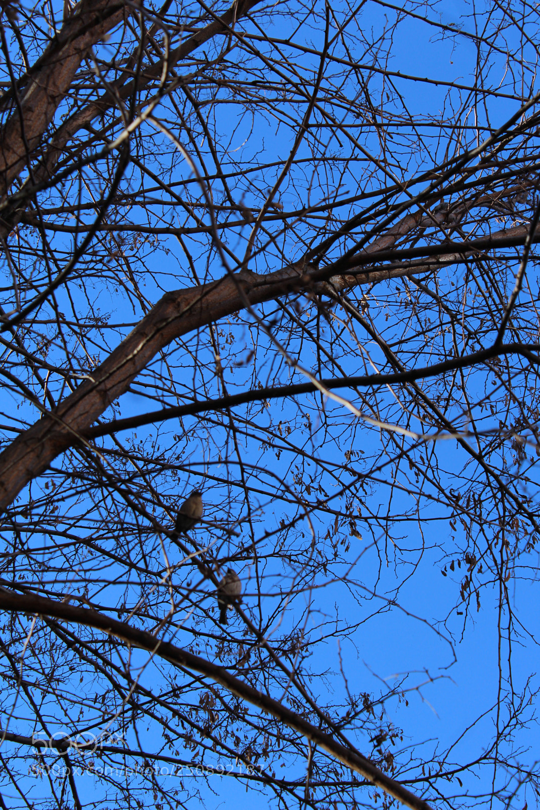 Canon EOS 1200D (EOS Rebel T5 / EOS Kiss X70 / EOS Hi) sample photo. Birds photography