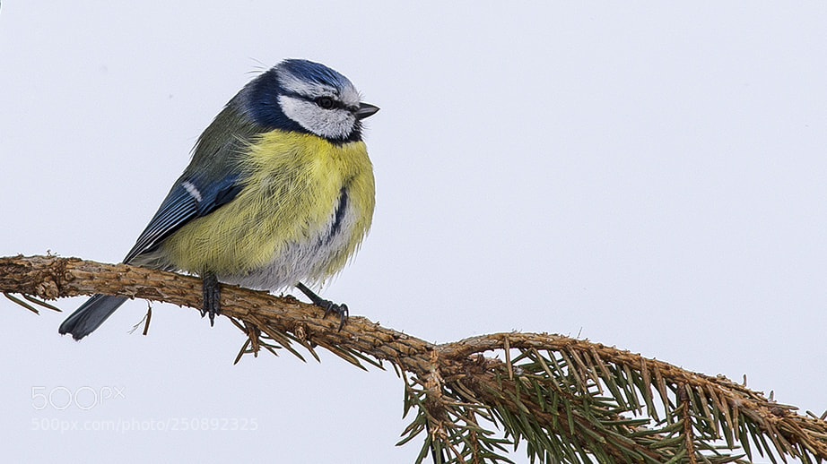 Nikon D610 sample photo. Blue tit on branch photography