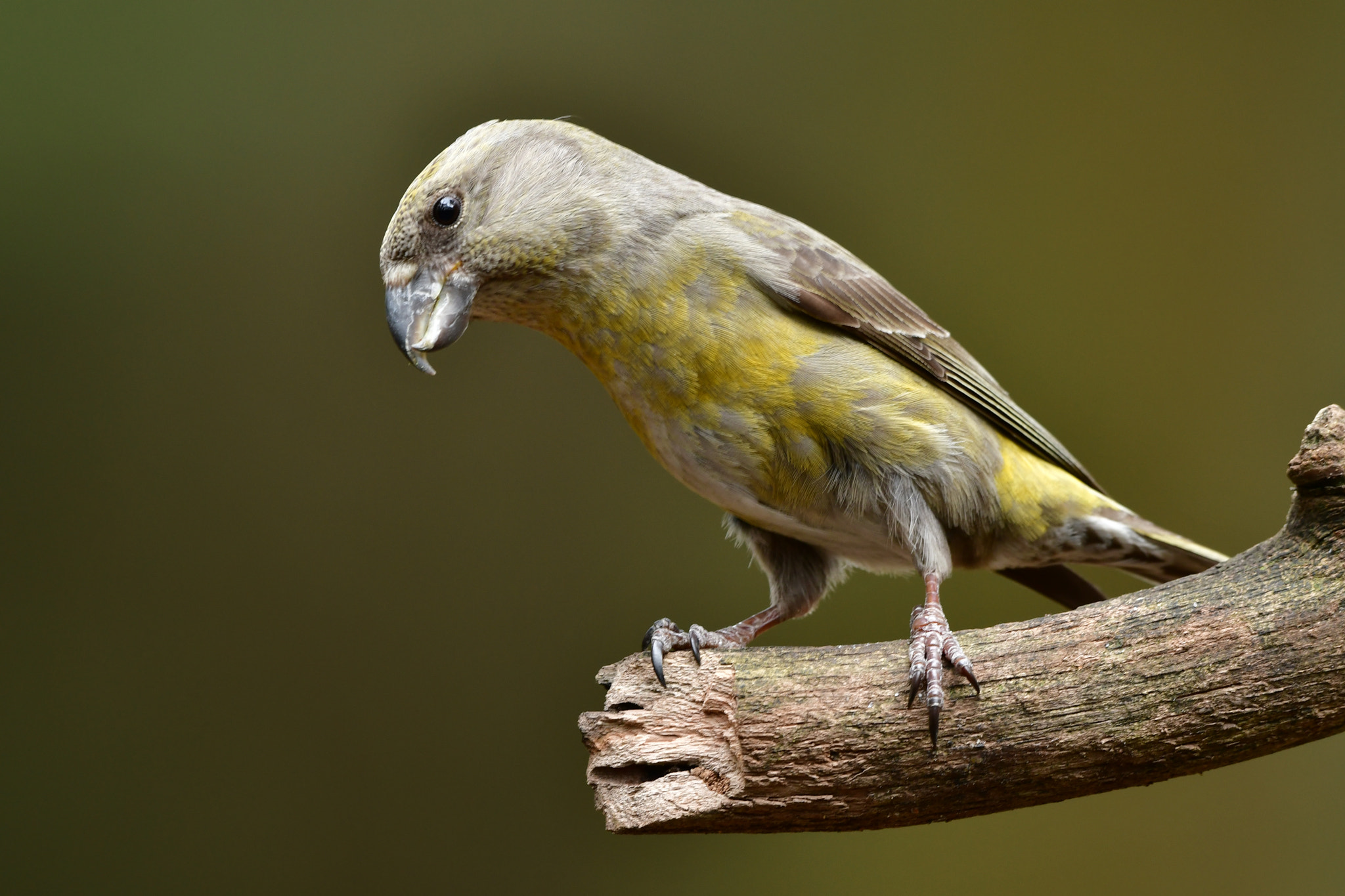 Nikon D500 + Nikon AF-S Nikkor 500mm F4G ED VR sample photo. Kruisbek photography