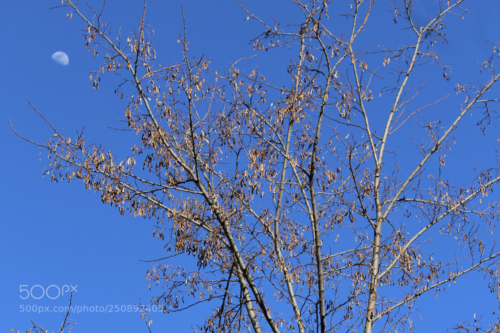 Canon EOS 1200D (EOS Rebel T5 / EOS Kiss X70 / EOS Hi) sample photo. Tree photography
