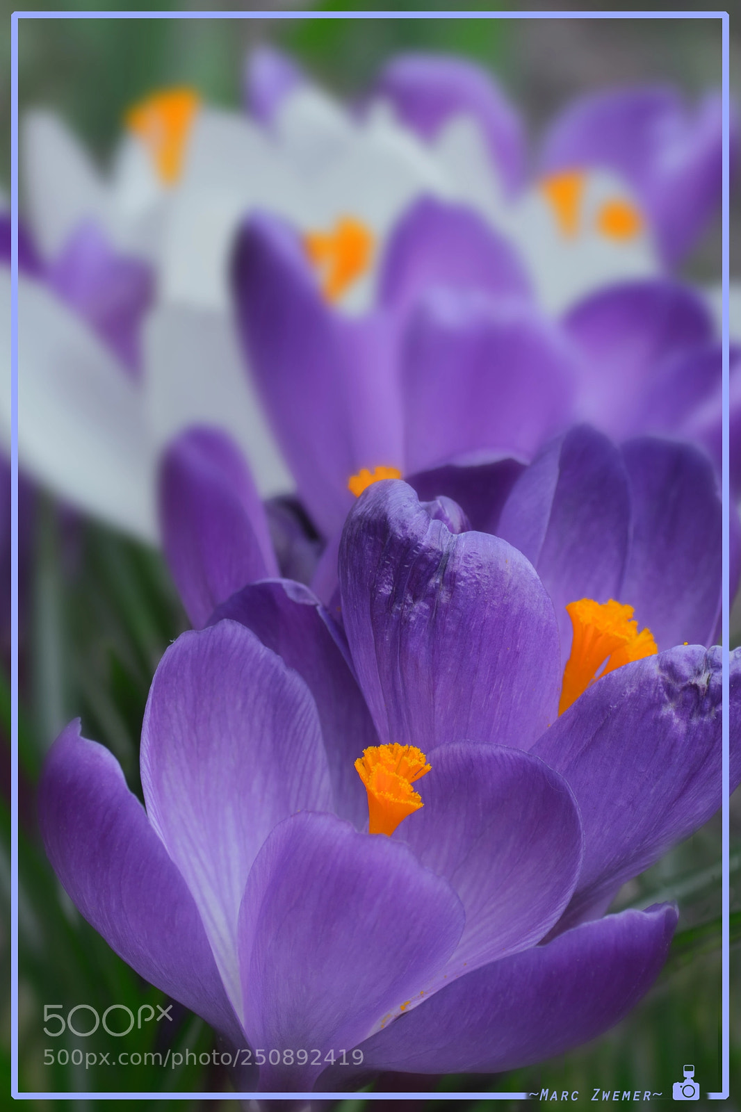 Sony ILCA-77M2 sample photo. Together in a purple photography