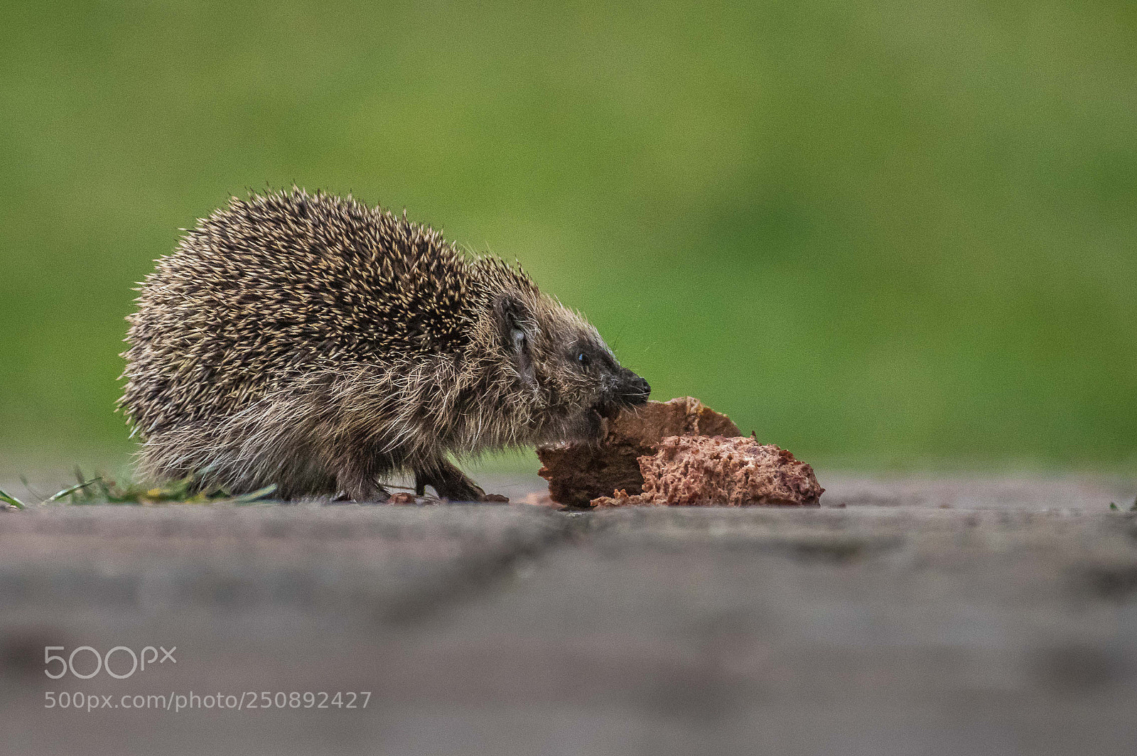Pentax K-3 sample photo. Igel beim fressen 2 photography