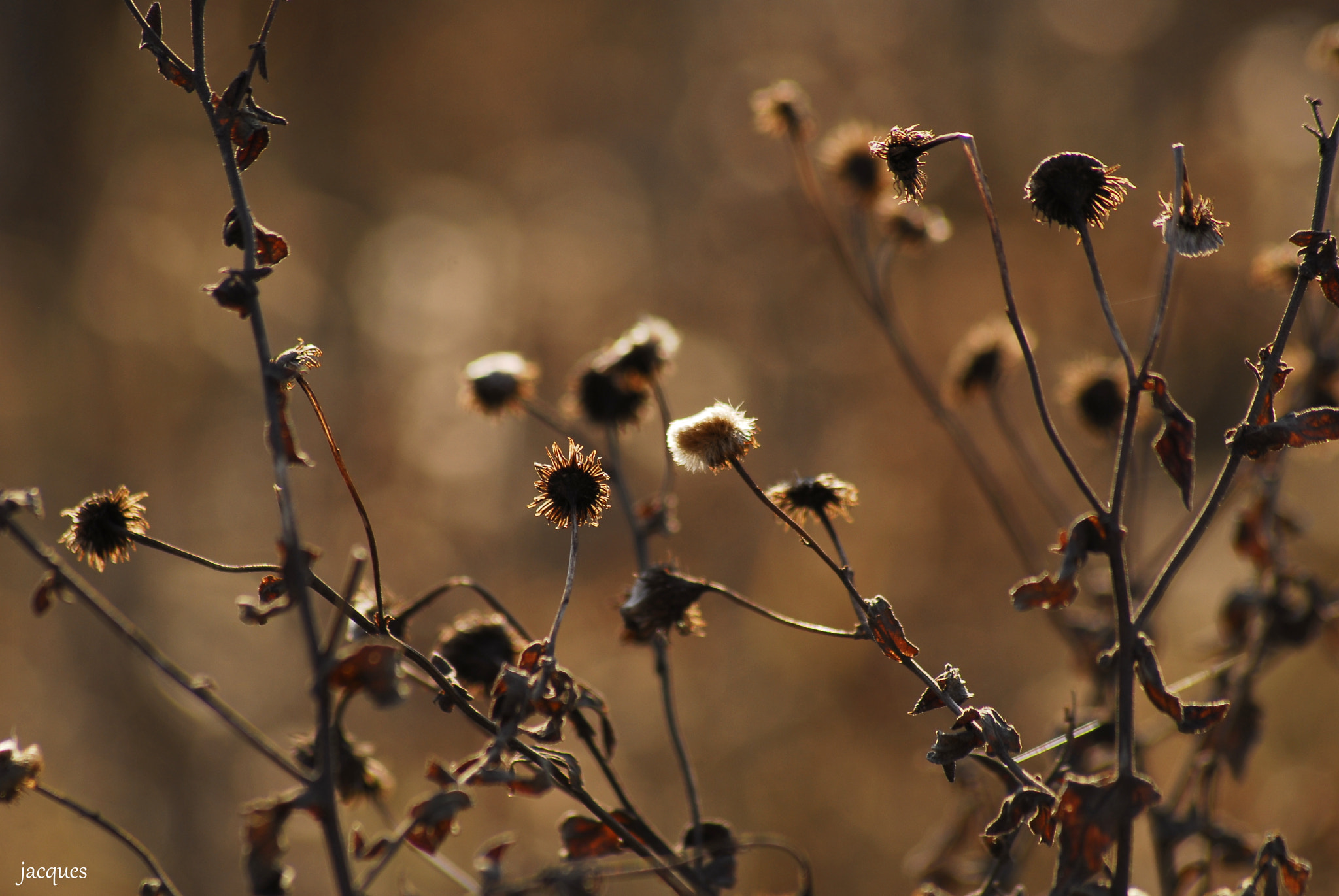 Sigma 70-300mm F4-5.6 APO DG Macro sample photo. Djr photography