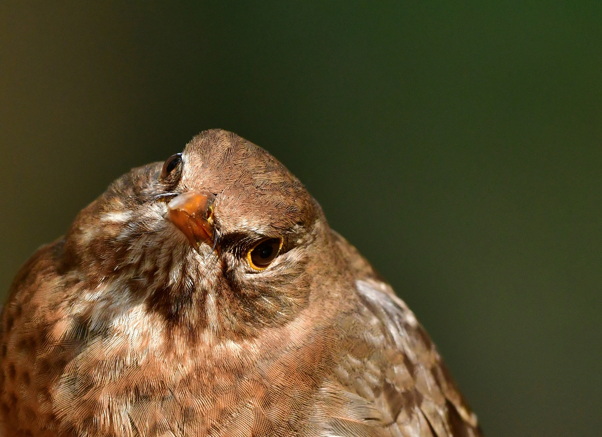 Nikon D500 + Nikon AF-S Nikkor 500mm F4G ED VR sample photo. Merel photography