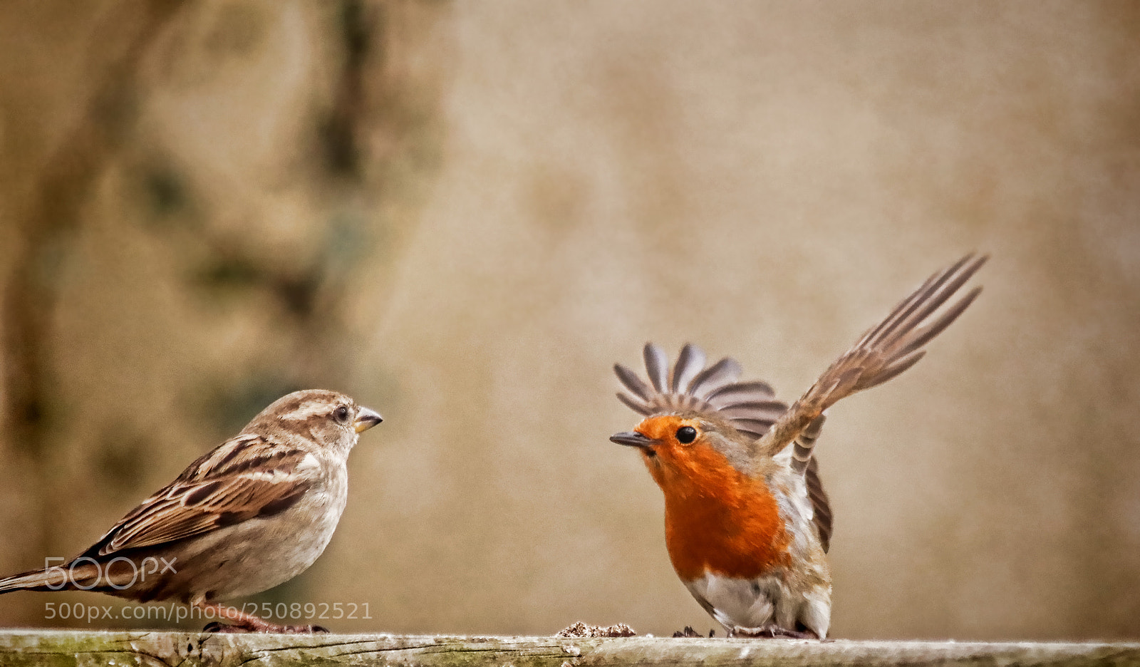 Canon EOS 77D (EOS 9000D / EOS 770D) sample photo. Sparrow & robbie photography