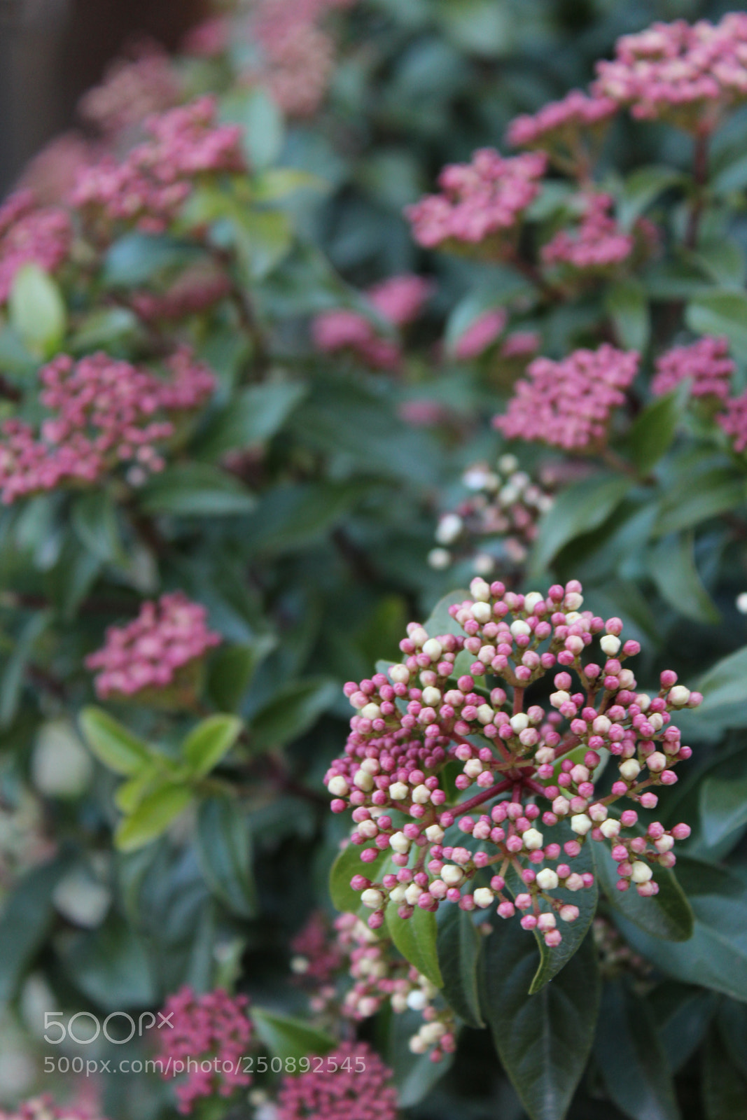 Canon EOS 1200D (EOS Rebel T5 / EOS Kiss X70 / EOS Hi) sample photo. Flowers photography