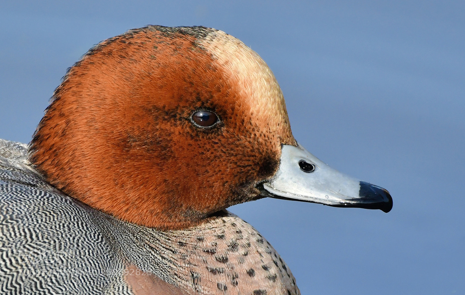 Nikon D500 sample photo. Smient photography