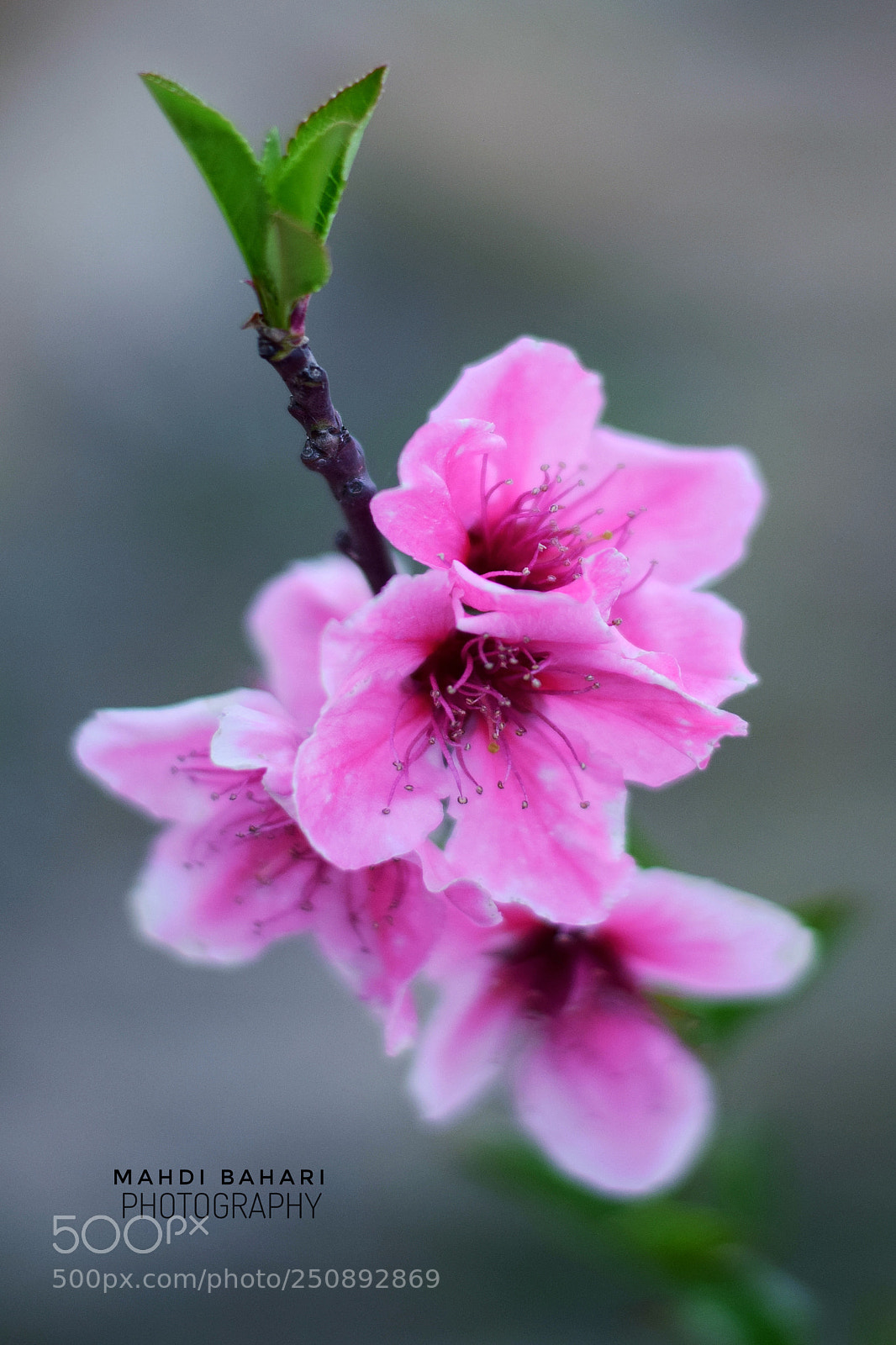 Nikon D5300 sample photo. Untitled photography