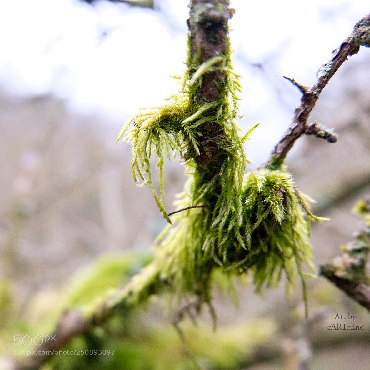 Fujifilm X-T20 sample photo. Moss dog 2 photography