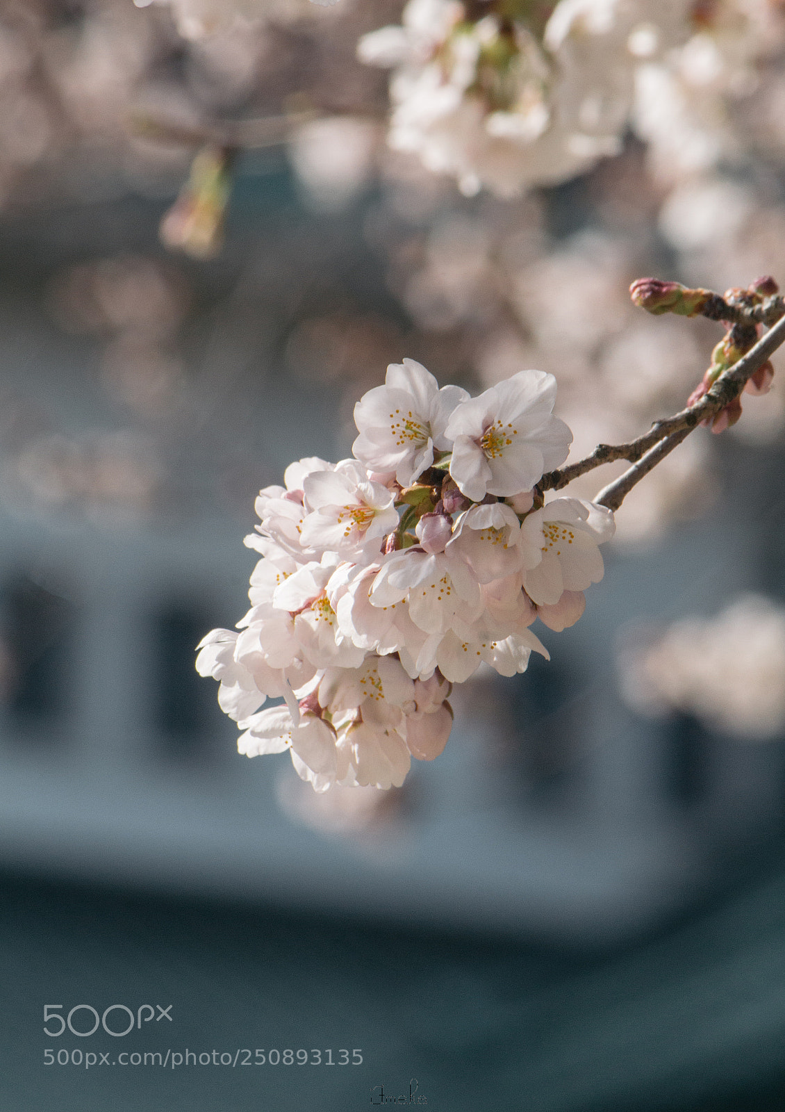Canon EOS 700D (EOS Rebel T5i / EOS Kiss X7i) sample photo. 秒速5センチメートル photography