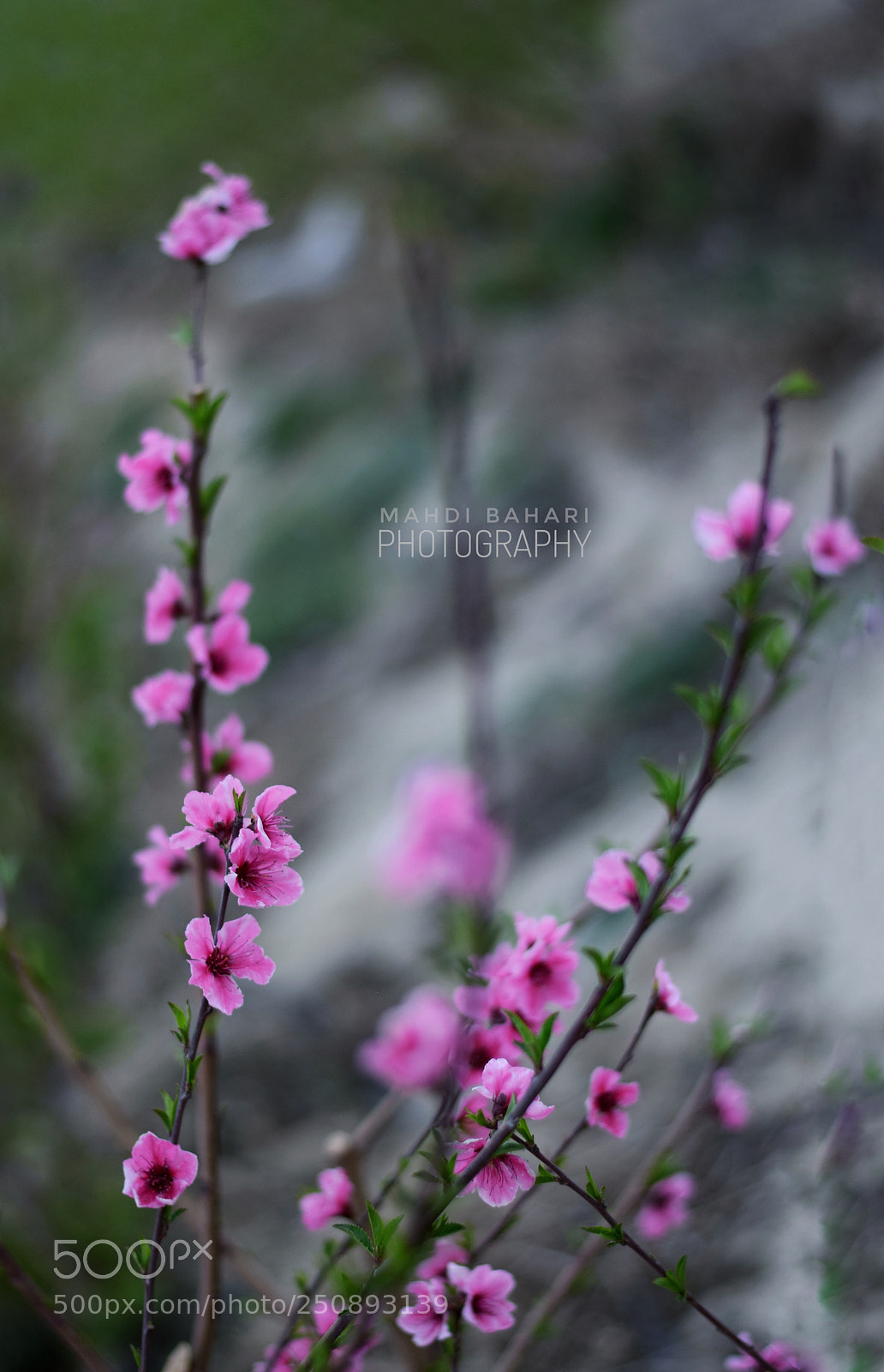 Nikon D5300 sample photo. Untitled photography