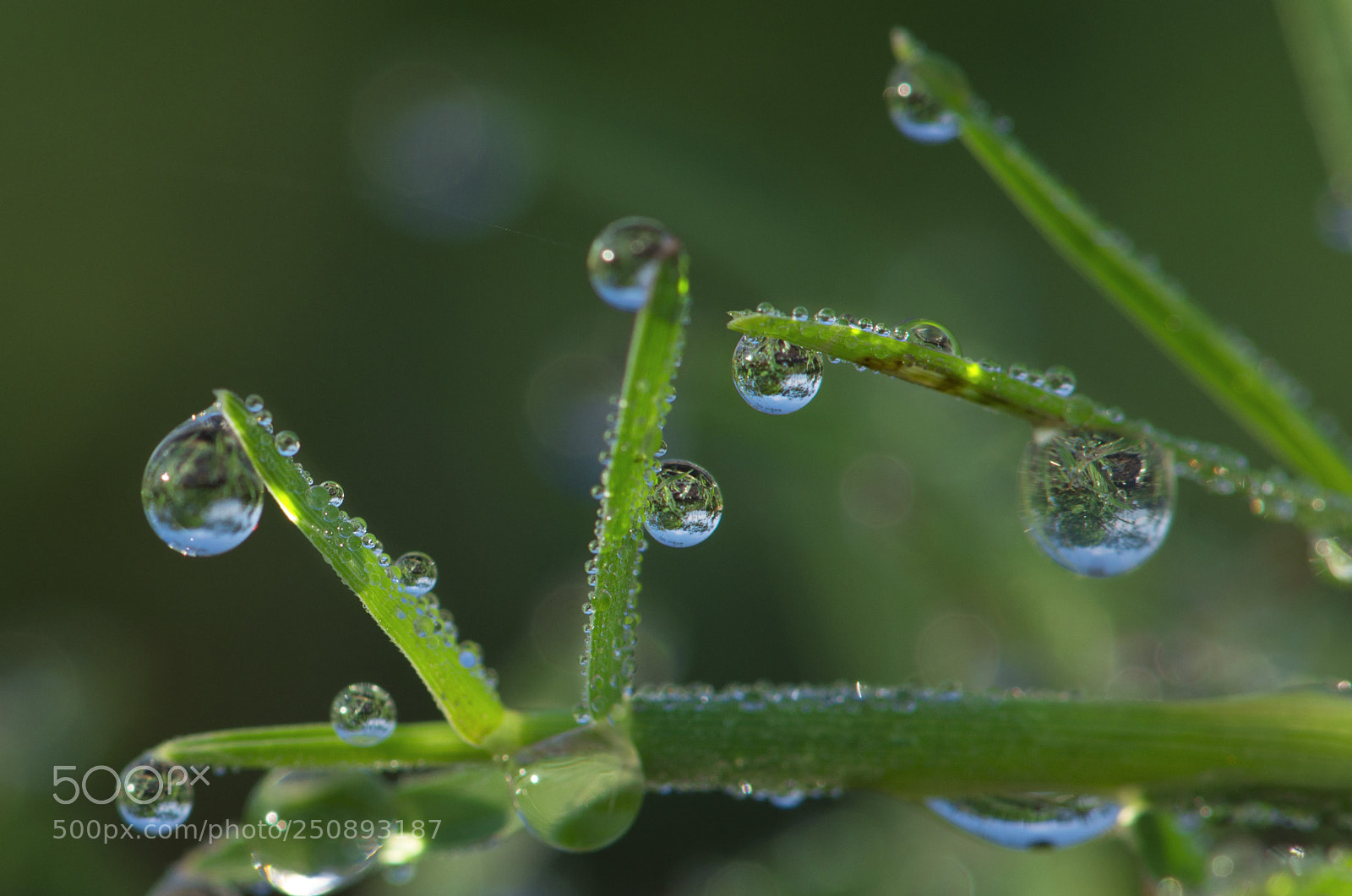 Nikon D800 sample photo. Spring photography
