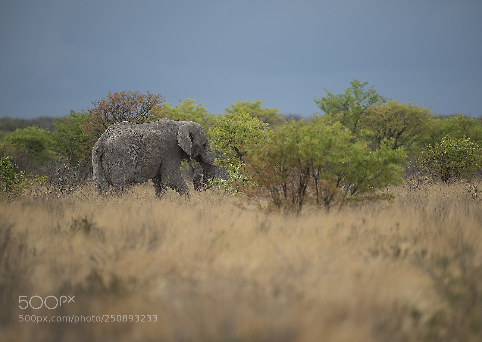 Nikon D5 sample photo. Elephant photography