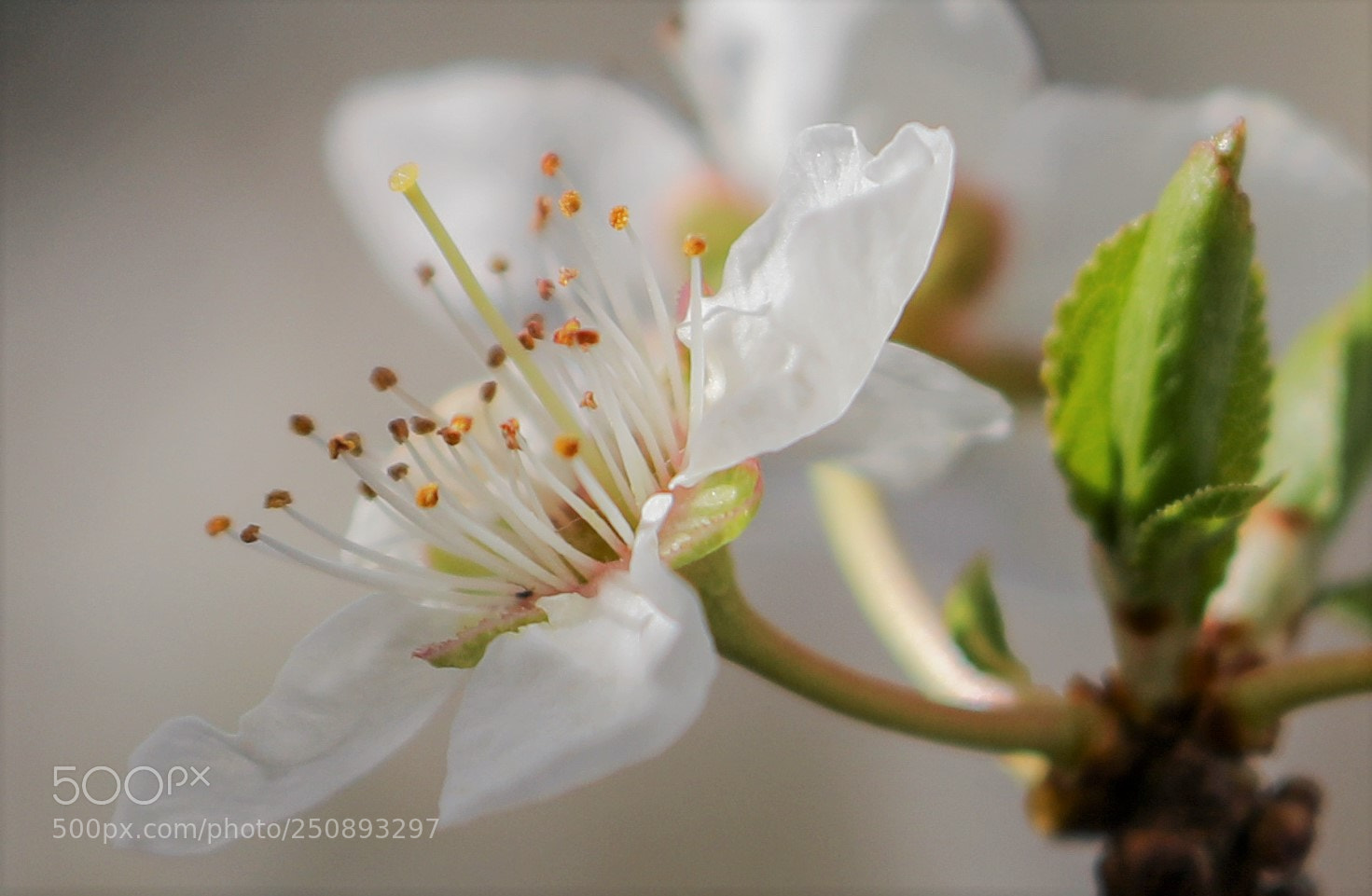Canon EOS 5D Mark IV sample photo. Primera flor de almendro. photography