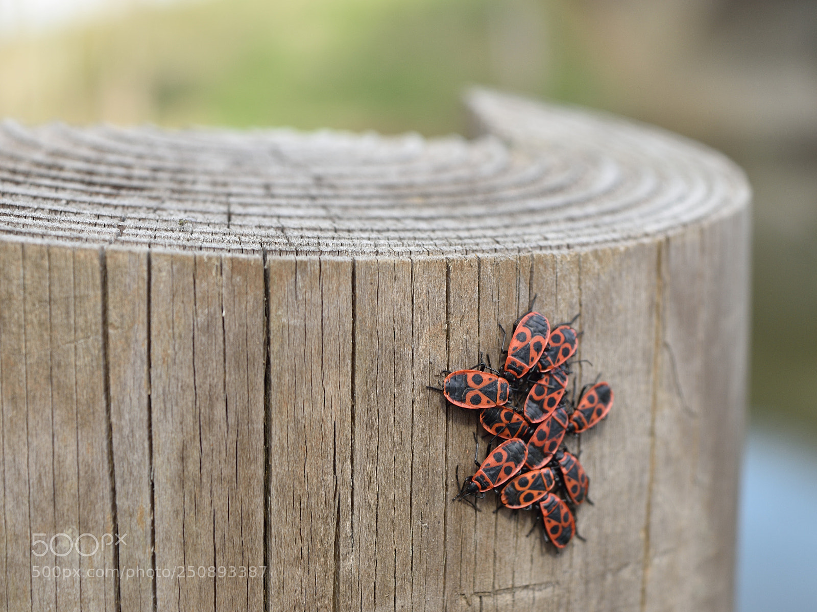 Nikon D5500 sample photo. Coccinelles on tree trench photography