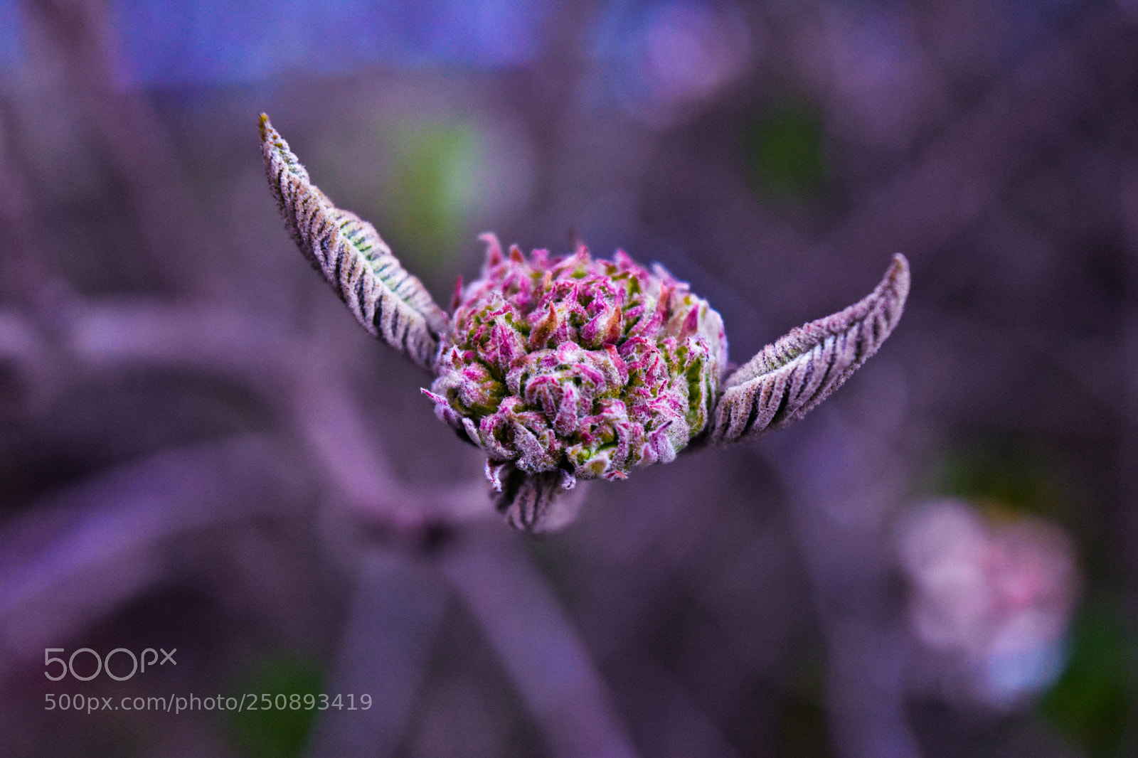 Nikon D5500 sample photo. D'un autre monde photography