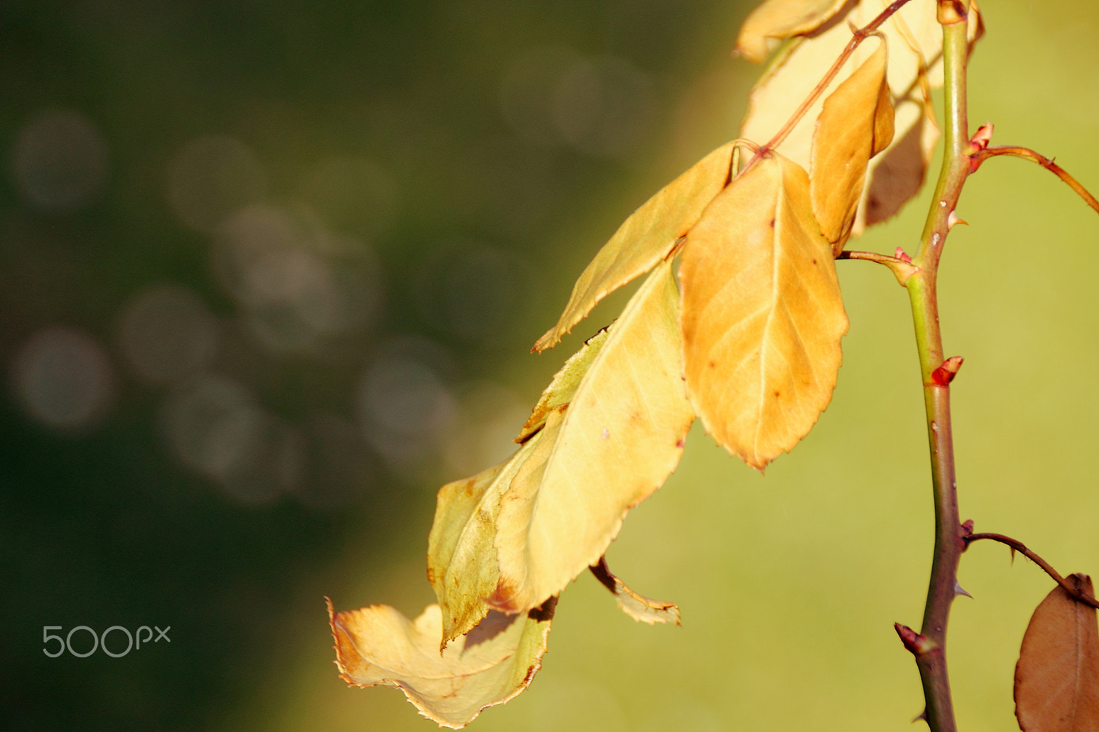 Sigma 18-250mm F3.5-6.3 DC OS HSM sample photo. Shine and dark photography