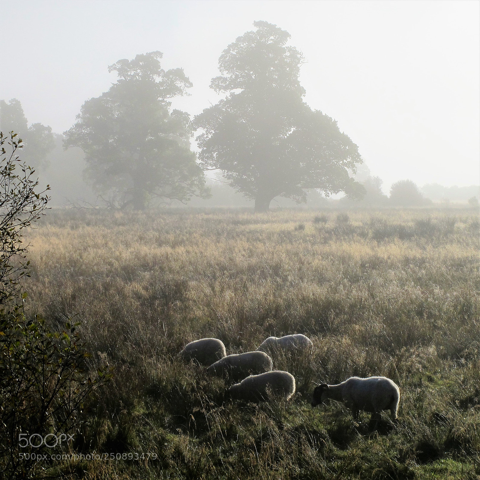 Canon PowerShot G12 sample photo. Misty morning photography