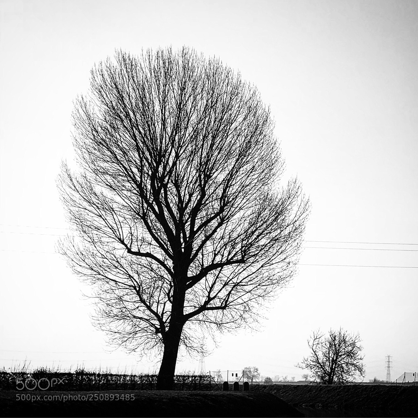 Apple iPhone 8 Plus sample photo. Waiting for spring photography
