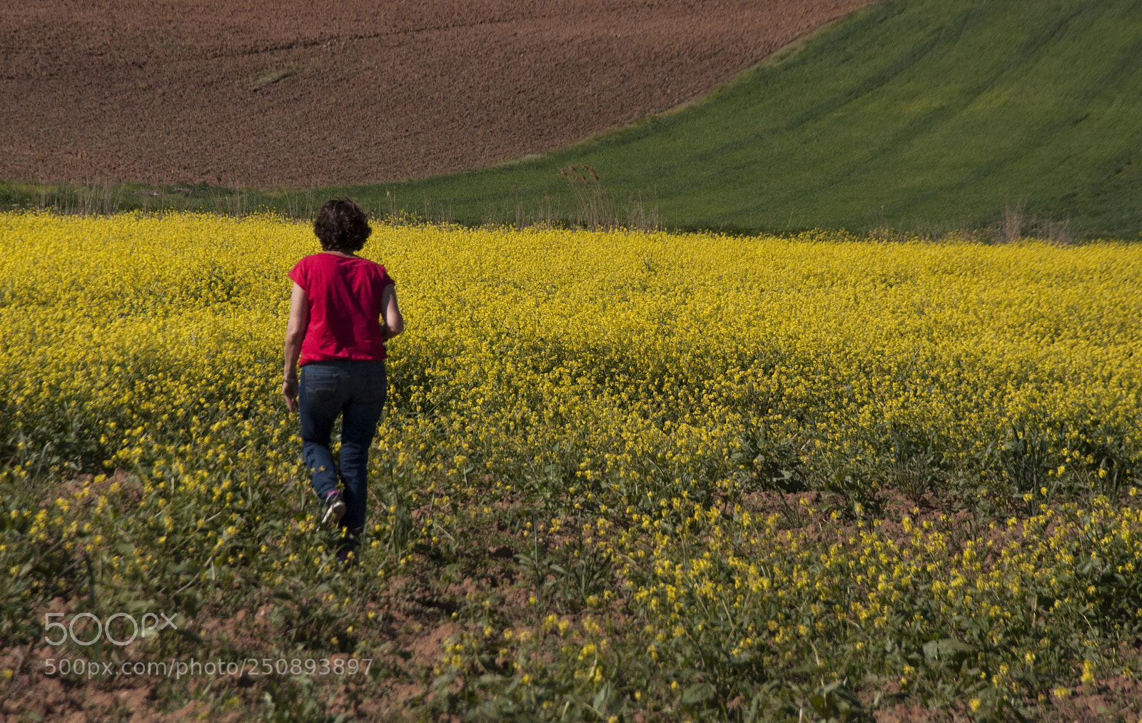 Nikon D90 sample photo. Spring colors photography