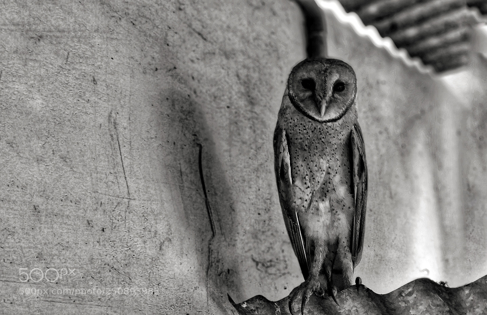 Xiaomi Redmi Note 5 Pro sample photo. Tyto alba photography