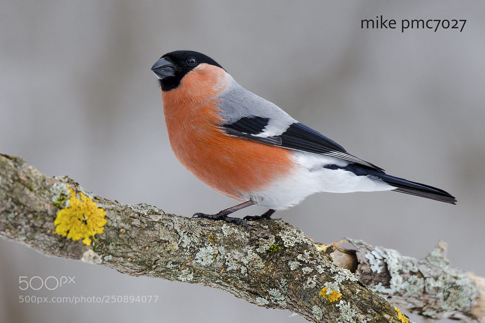 Nikon D7000 sample photo. Bullfinch (male) photography