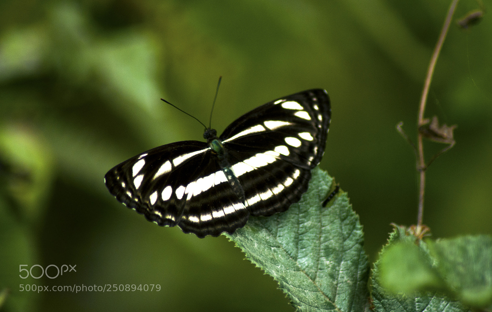 Nikon D90 sample photo. Neptis soma photography