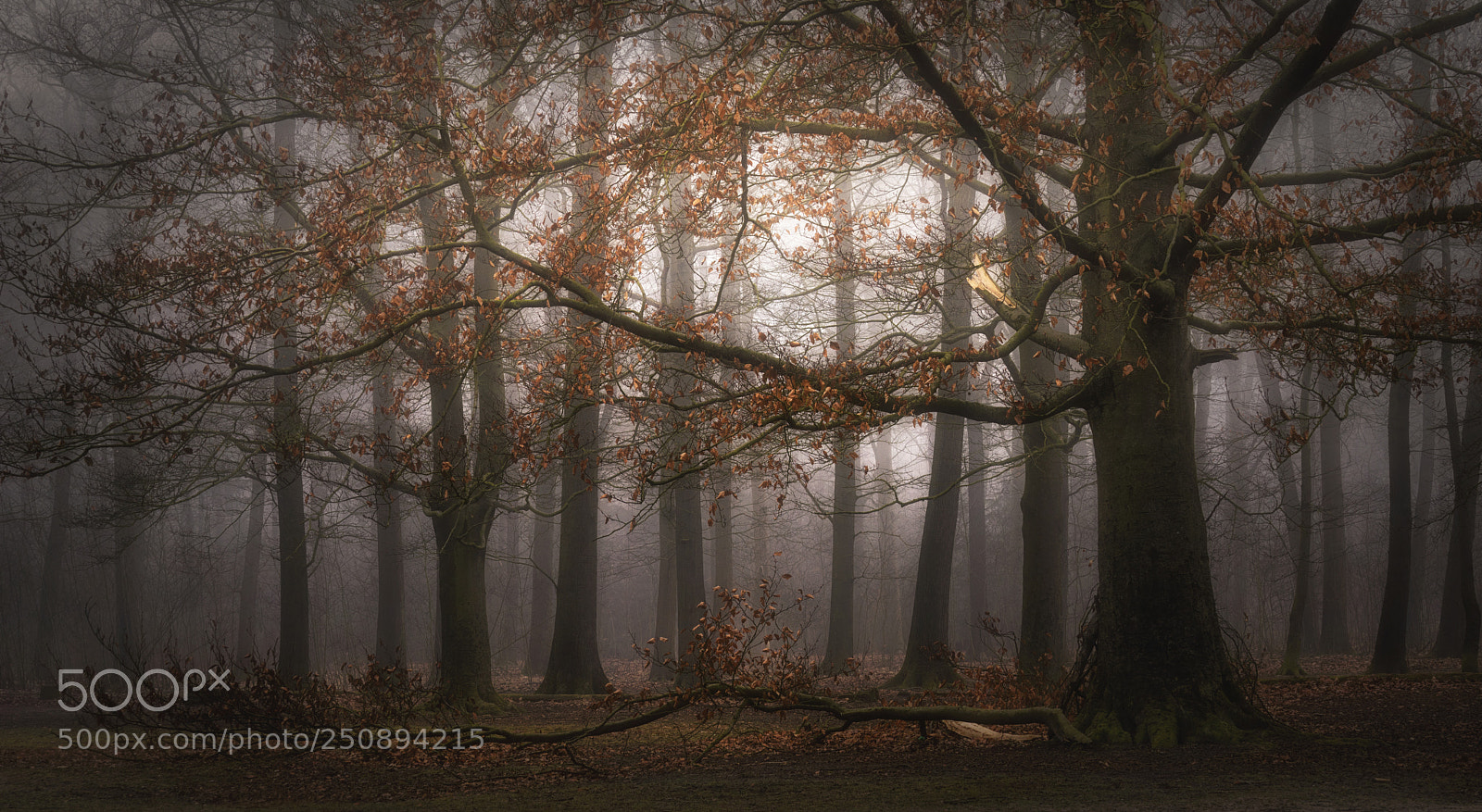 Sony a7R sample photo. A foggy dream photography