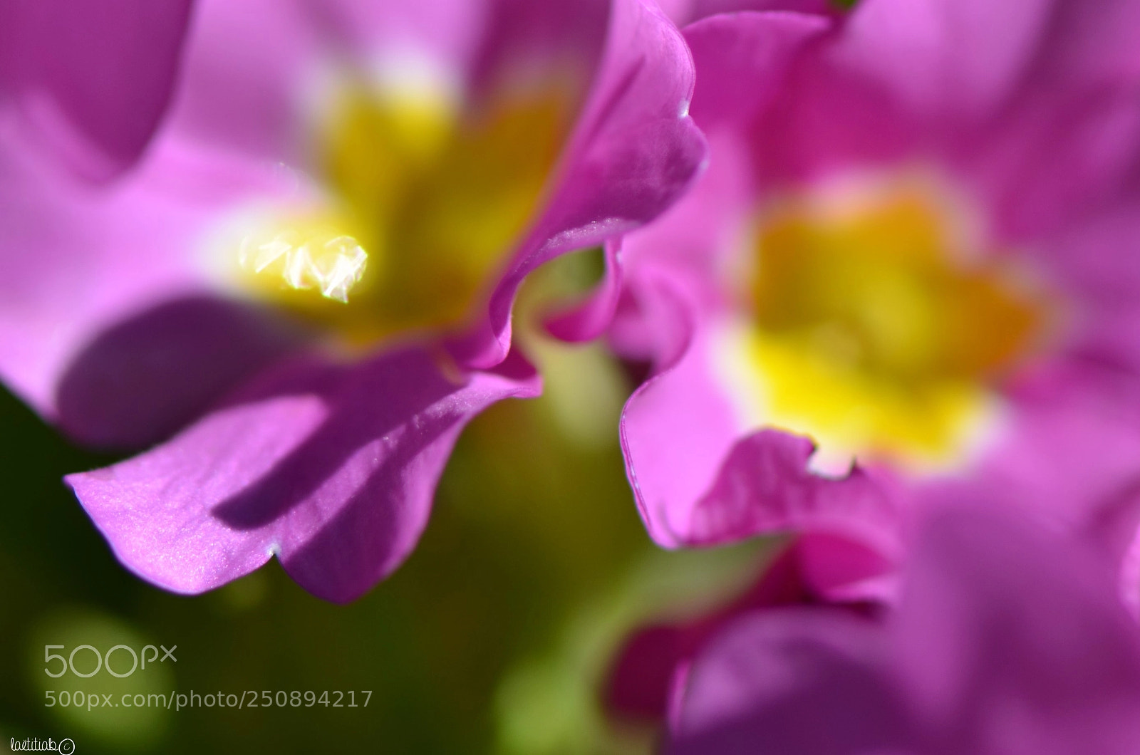 Nikon D7000 sample photo. Simple primevère photography