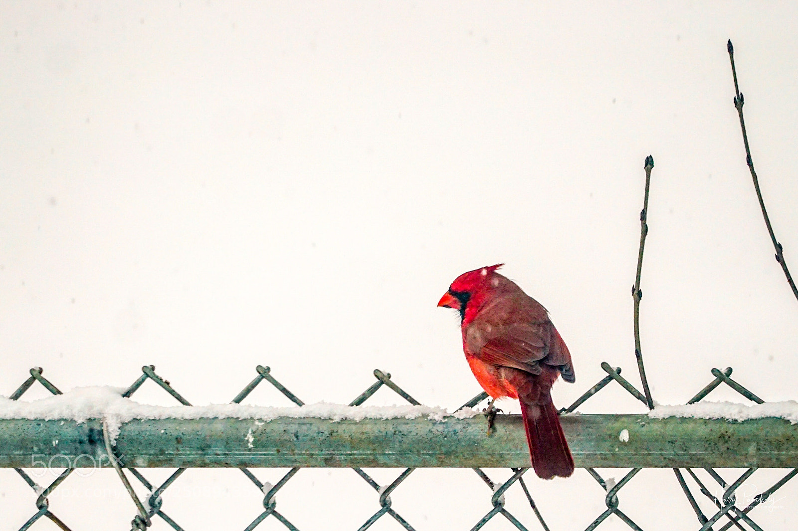 Sony a6000 sample photo. Cardinal & snow  photography