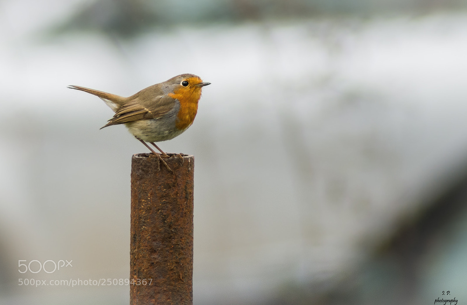 Nikon D7200 sample photo. European robin photography