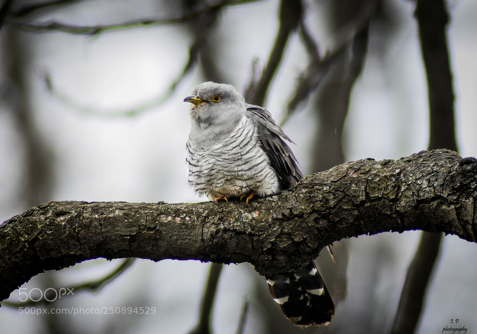 Nikon D7200 sample photo. Common cuckoo photography