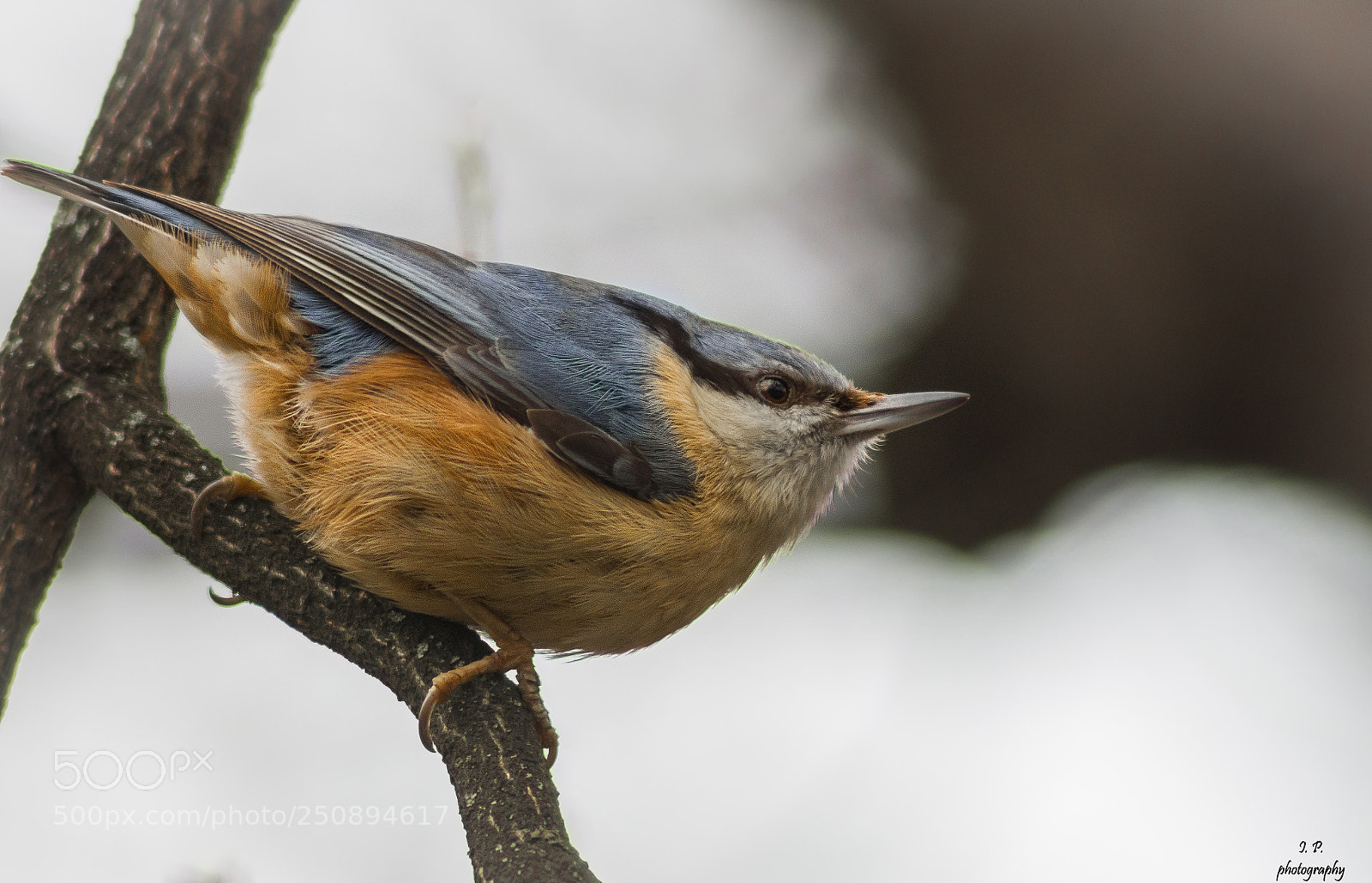 Nikon D7200 sample photo. Eurasian nuthatch photography