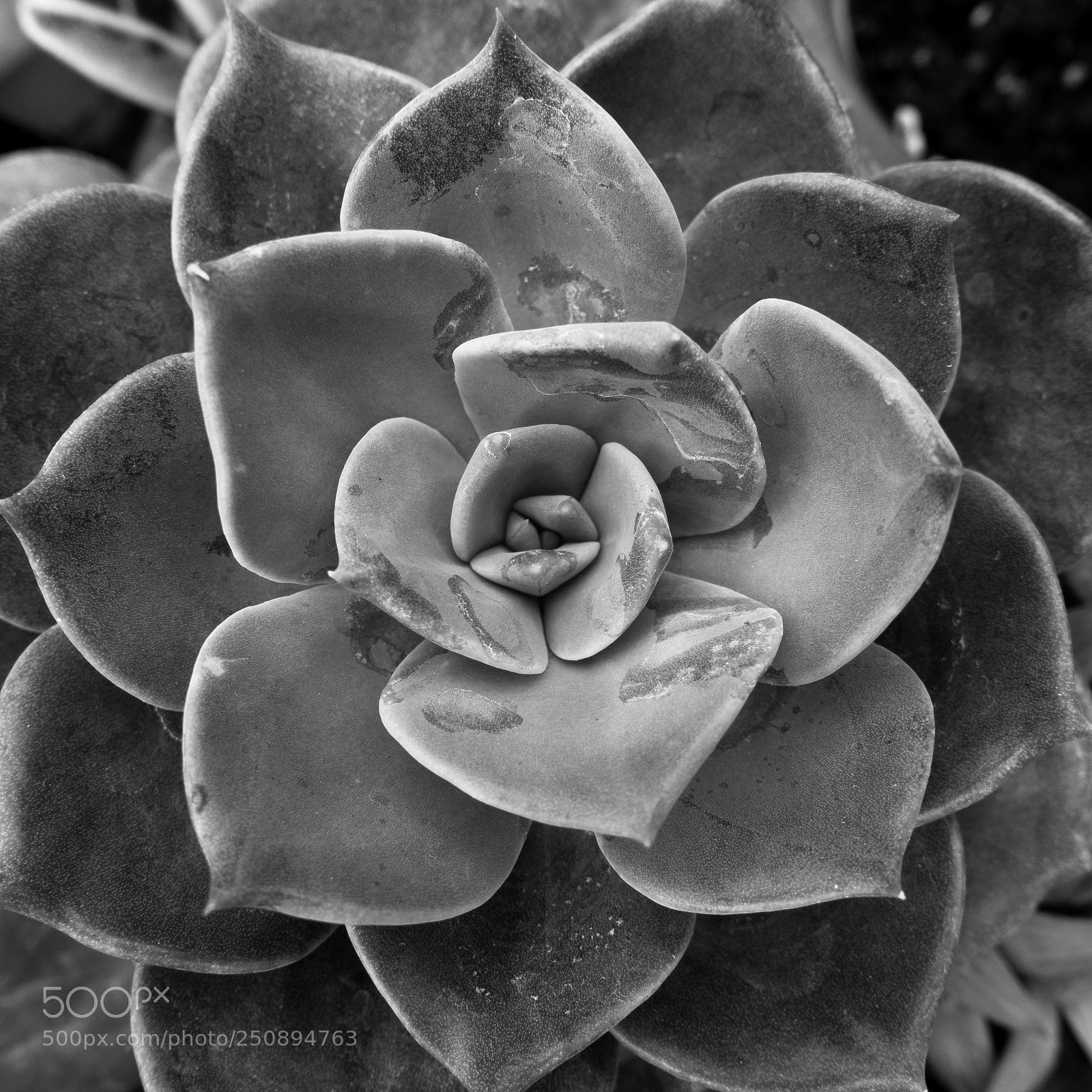 Sony DSC-RX100M5 sample photo. Succulent series 2 #5 photography
