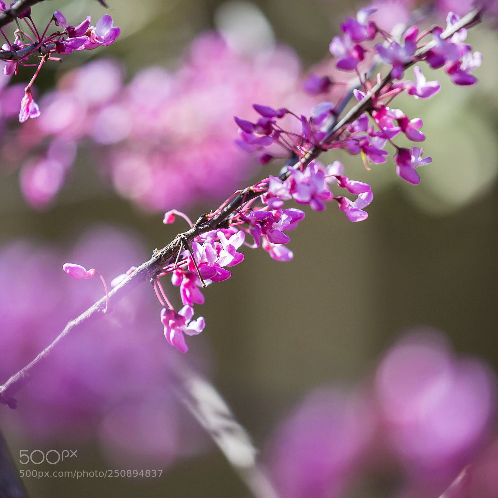 Canon EOS-1D X sample photo. Red bud blossom  photography