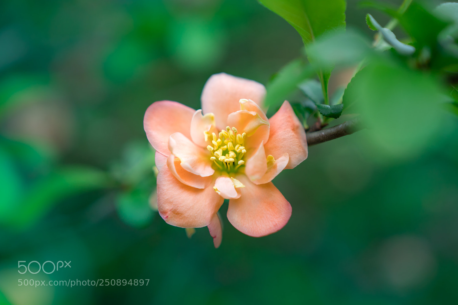 Sony a6300 sample photo. Colors of spring photography