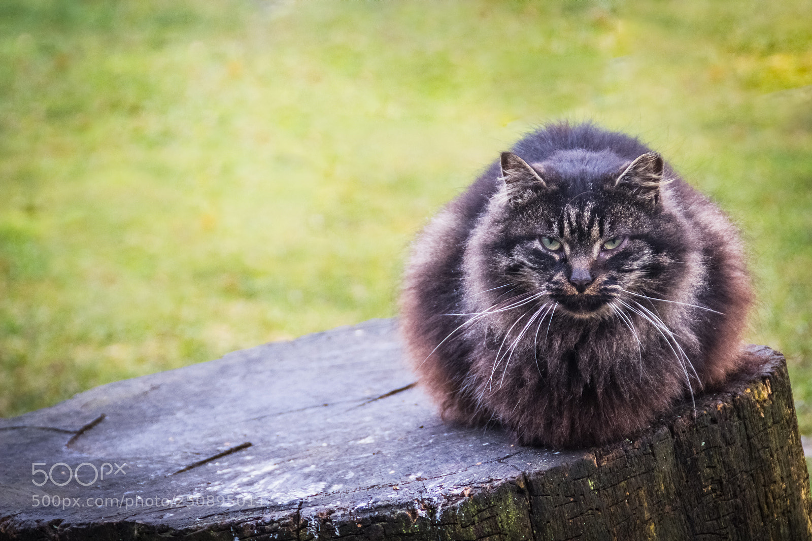 Canon EOS 600D (Rebel EOS T3i / EOS Kiss X5) sample photo. Big fluffy street cat photography