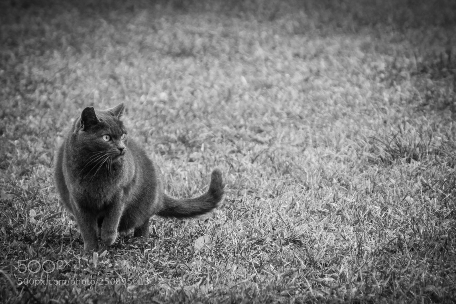 Canon EOS 600D (Rebel EOS T3i / EOS Kiss X5) sample photo. Grey street cat photography