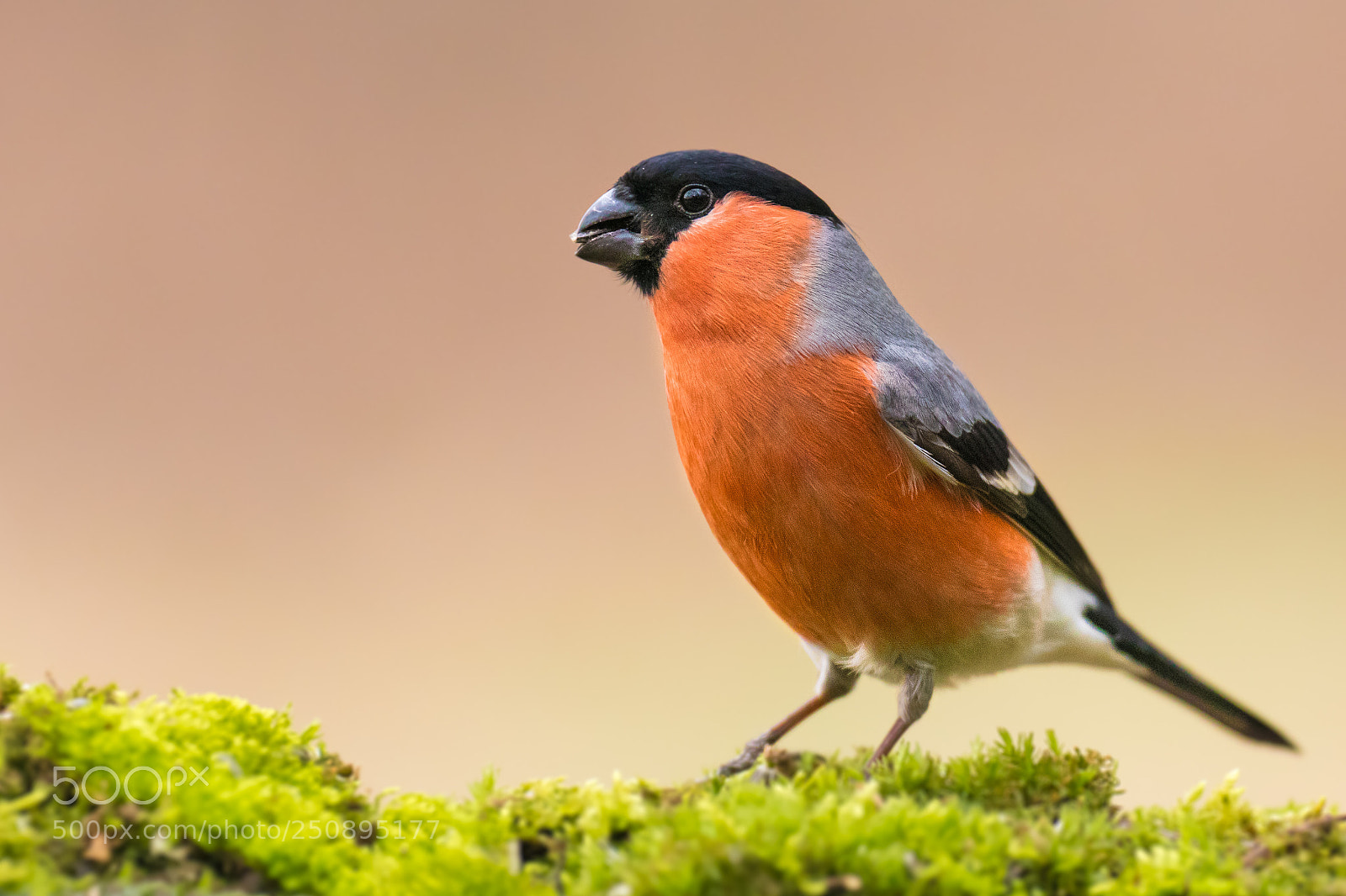 Canon EOS 80D sample photo. Bullfinch (the boy) photography
