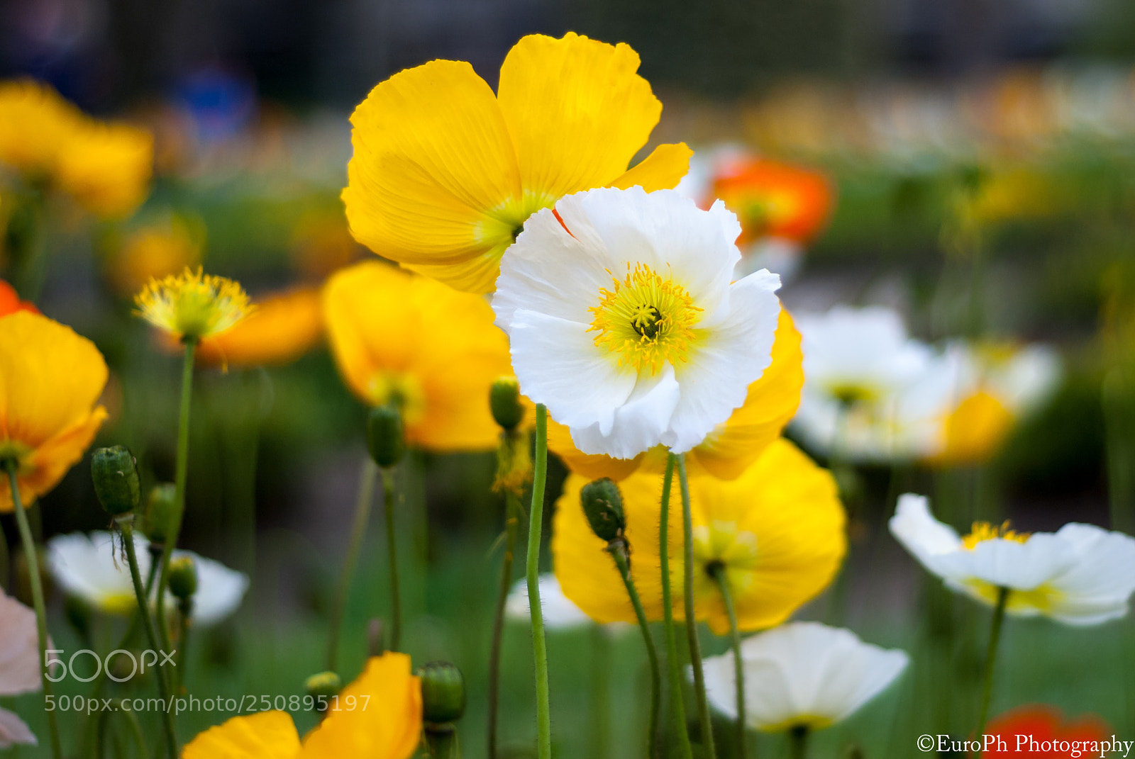 Nikon D80 sample photo. (02) spring 2018 photography