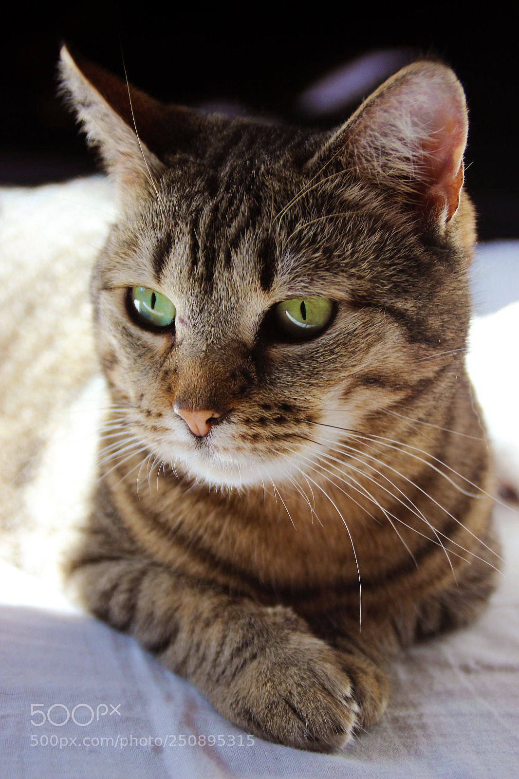 Canon EOS 600D (Rebel EOS T3i / EOS Kiss X5) sample photo. Tabby cat photography