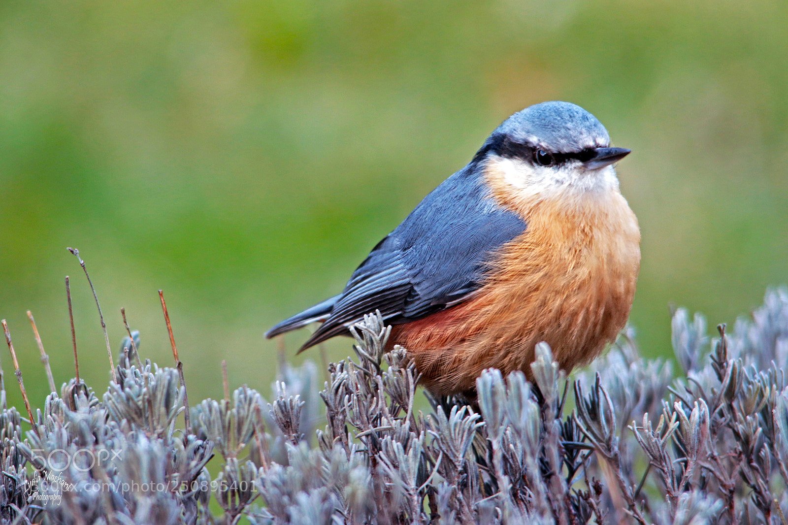 Canon EOS 7D Mark II sample photo. Nuthatch photography