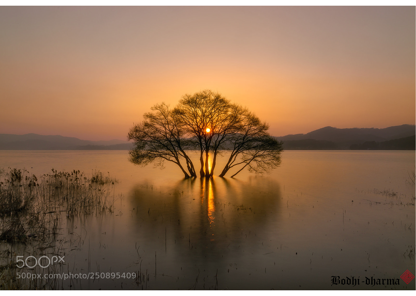 Sony a7R III sample photo. Golden tree photography
