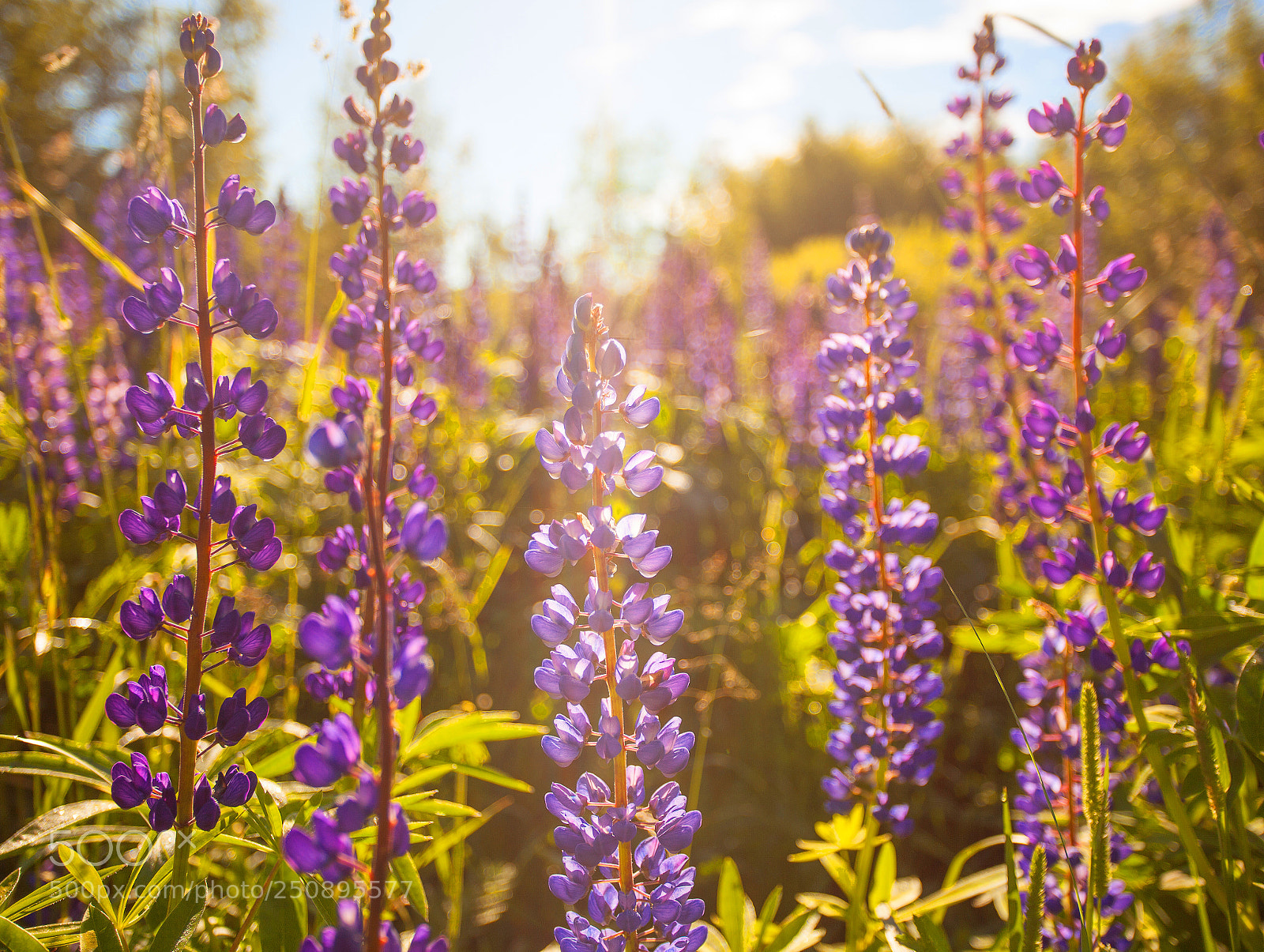 Canon EOS 5D Mark II sample photo. Summertime photography
