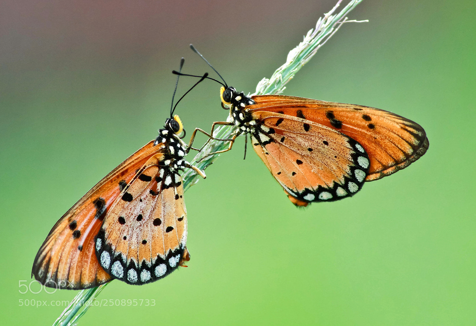 Canon EOS 7D sample photo. Butterflies photography
