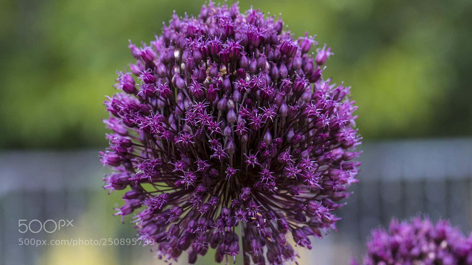 Canon EOS 70D sample photo. ? photography